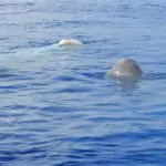 Las ballenas salieron a la superficie para saludarnos.