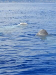 Blogue 1 whales-saying-hello-azores
