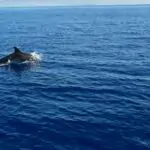 dolphin_watching_azoreaneye_azores