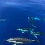 delfines nadando en el océano Atlántico junto al barco