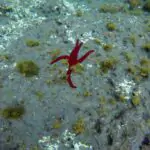Vi un pez marino mientras practicaba snorkel en el islote de Vila Franca do Campo.