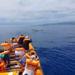 Lancha rápida para avistamiento de ballenas y delfines