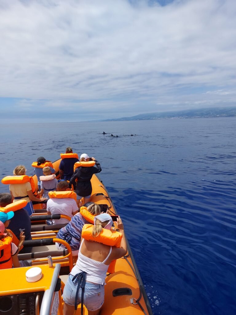 whale-dolphin-watching-speedboat