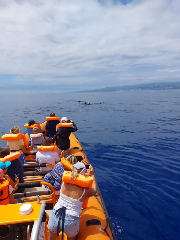 whale-dolphin-watching-speedboat