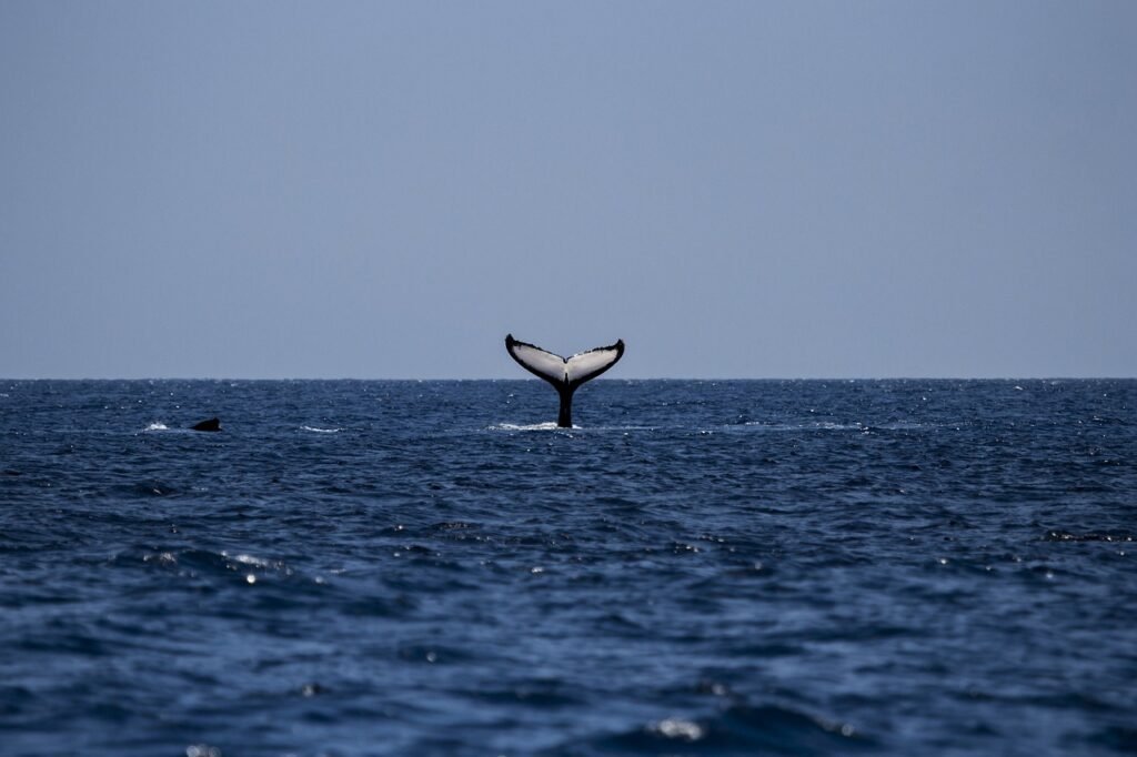 Home 1 whale_watching_oceaneye_azores2